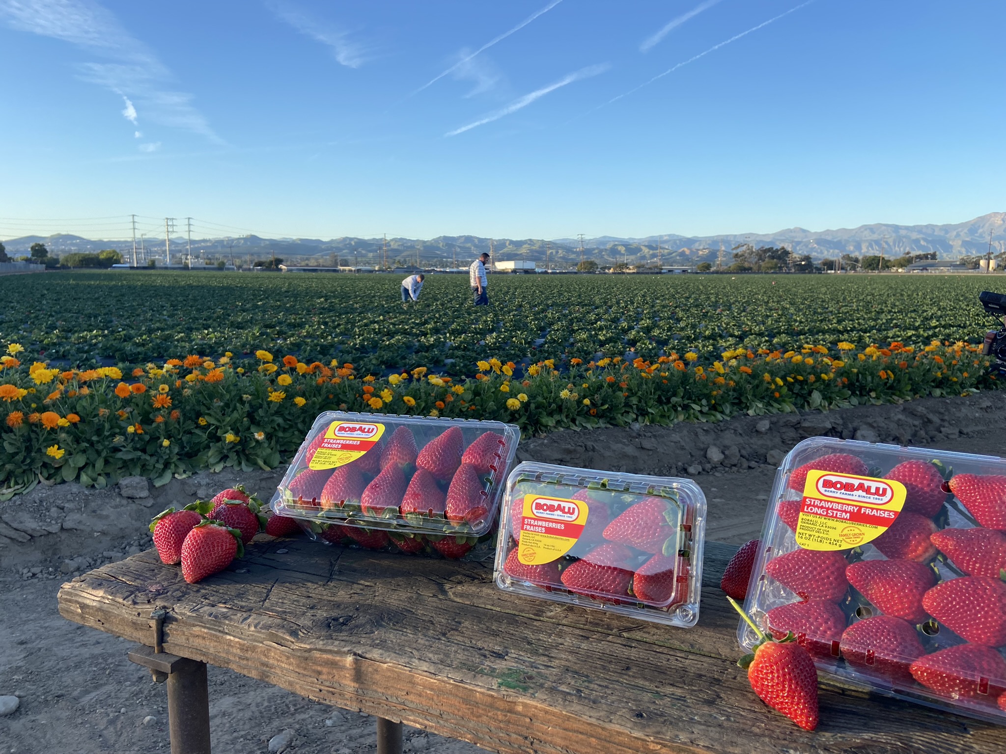 Berry Farming Sustainability